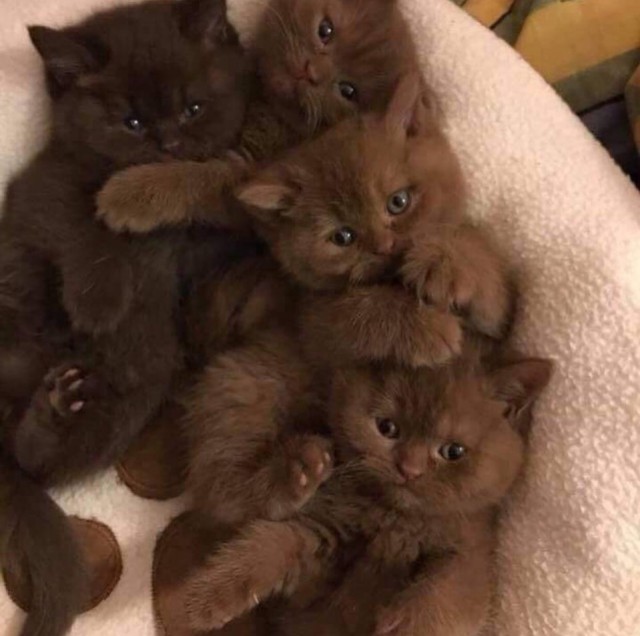 Забавные фото котеек