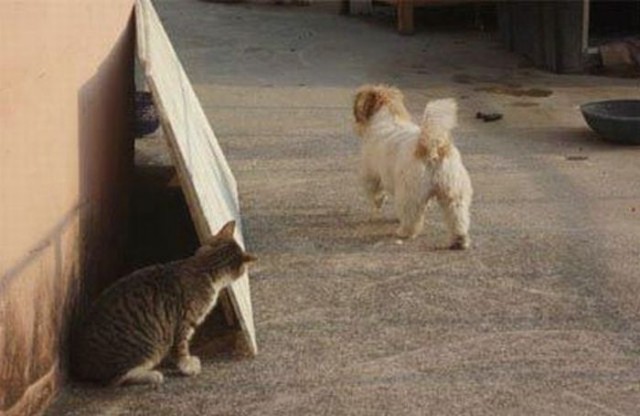 Уже не котовторник, но еще и не собакочетверг