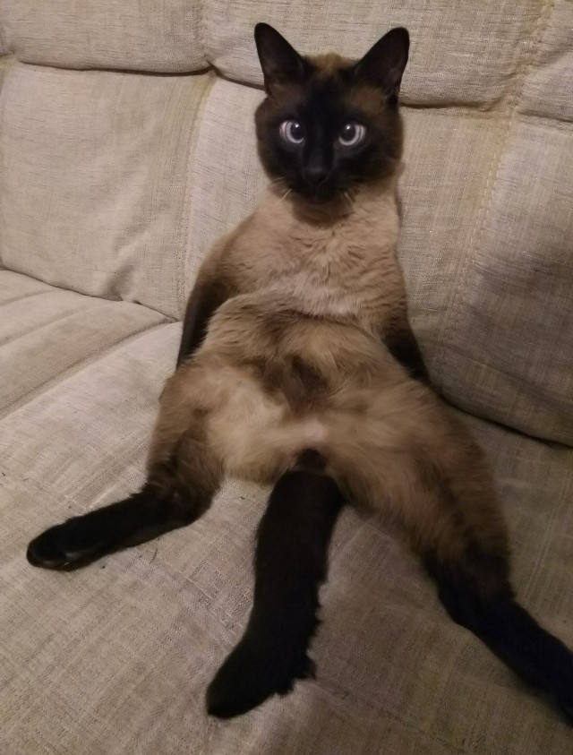 Кот ждун