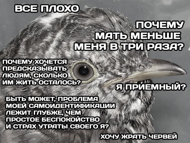 Не хотела бы встретить, но глаз не отвести