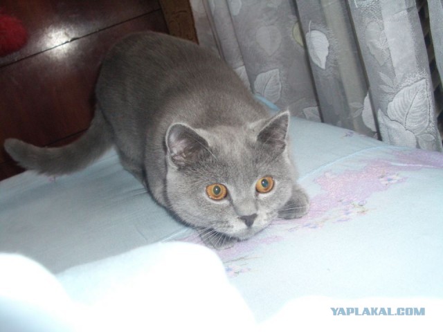 Котовторник?! Коты во вторник!