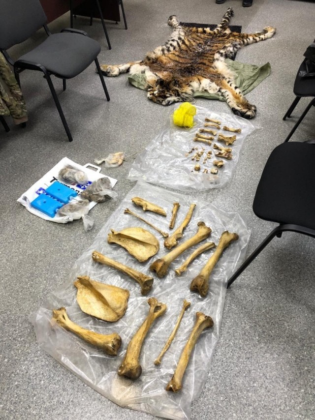 В Приморском крае сотрудники ФСБ задержали браконьеров, которые убили амурского тигра и пытались продать его шкуру и части тел