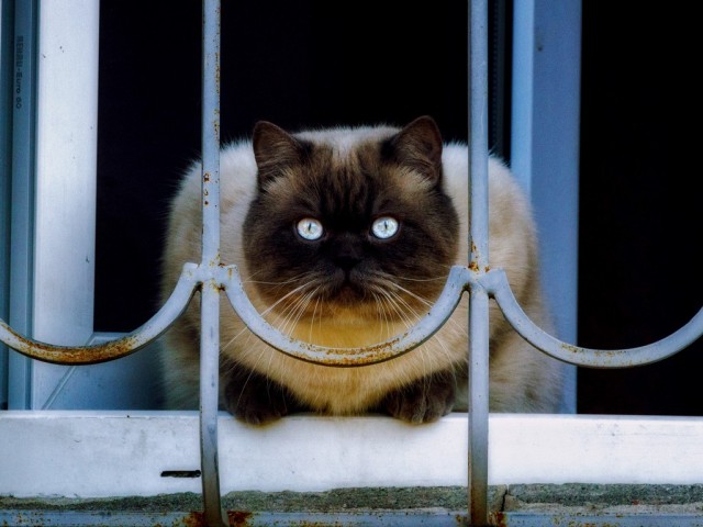 Котовторник. Добавляйте своих