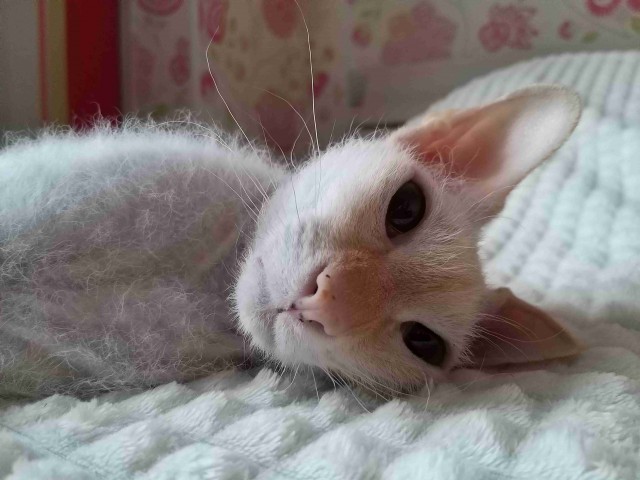 Котовторник. Добавляйте своих