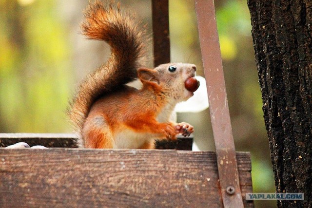 Бесстрашные белки