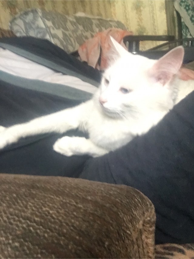 Кошки , кошечки, котяры 14.03.21