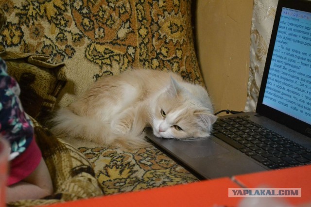 Всемирный день кошек
