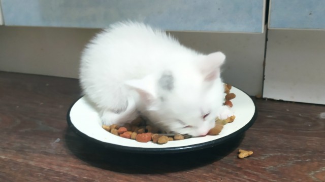 Первый котовторник 2022