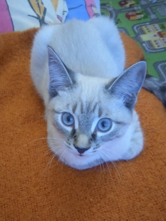 Котовторник. Февраль