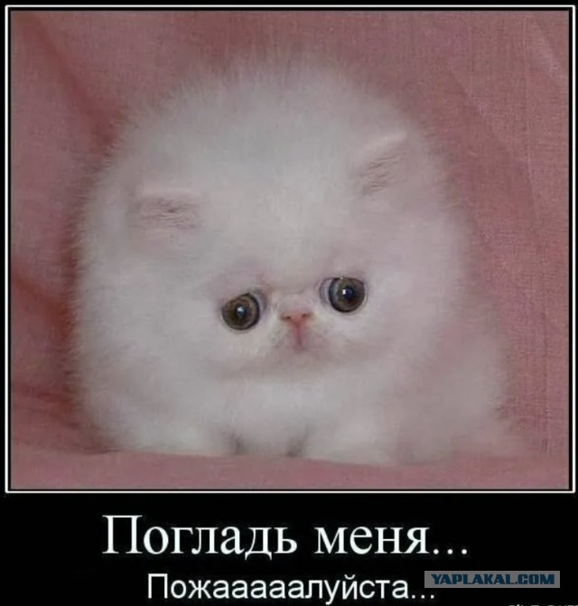 Глазищщи