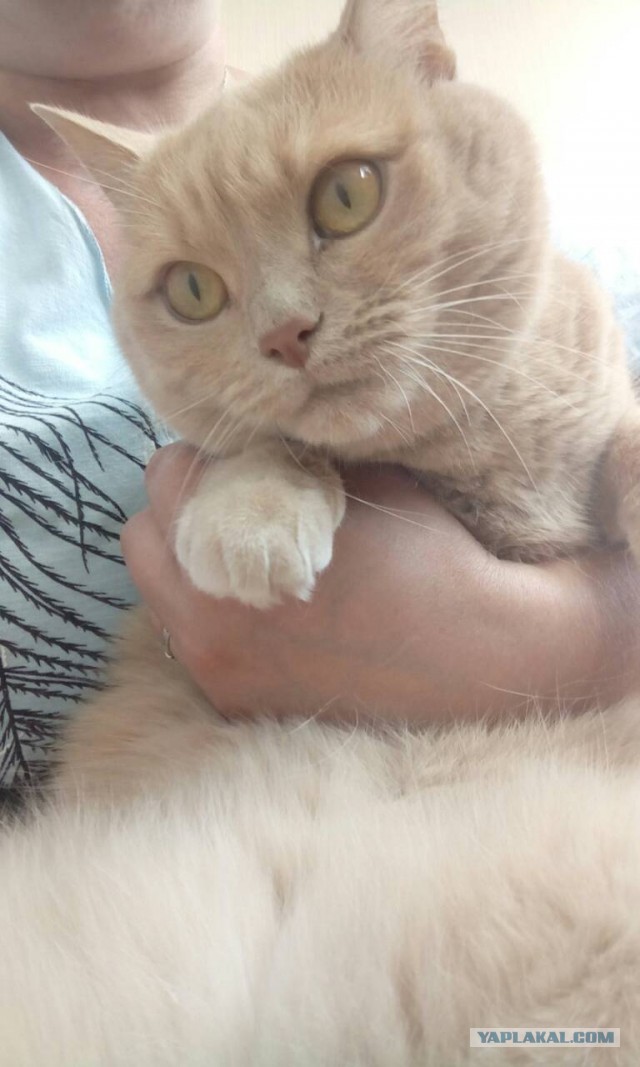 Нос