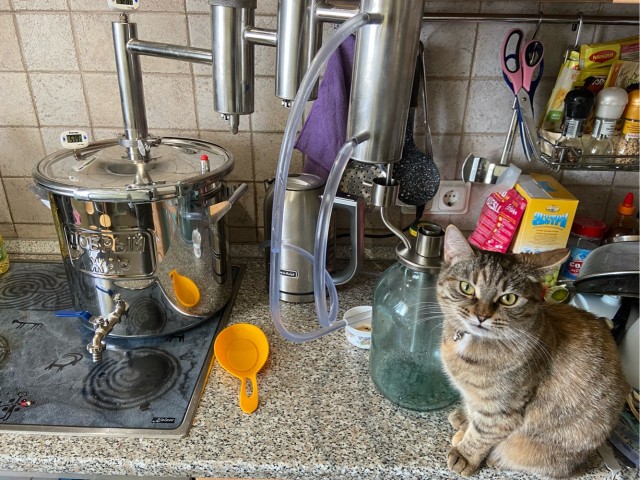 А ваши котейки че счас делают?