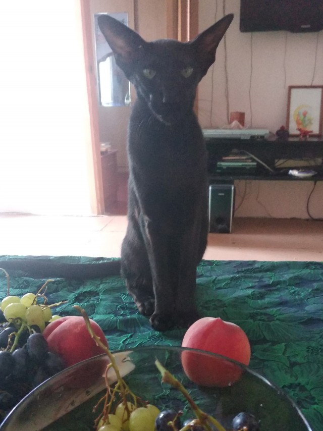 К нам пришел косоглазый кот