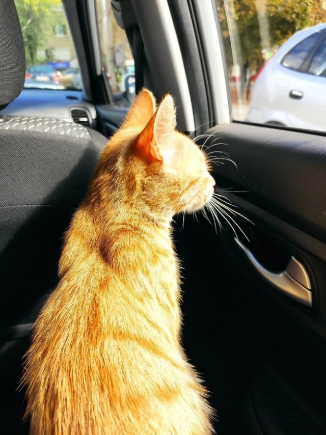 Котики в беде