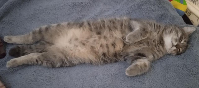Хоть и не котовторник