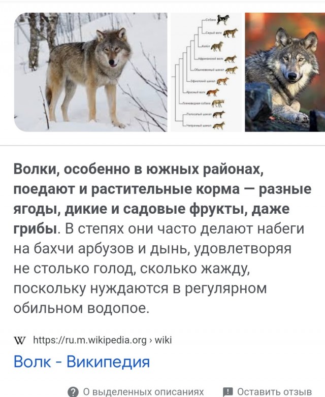 Про вегетарианцев