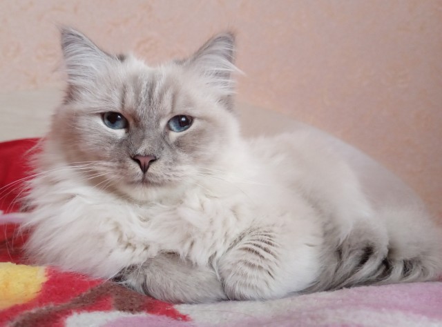 Мой Песдюк