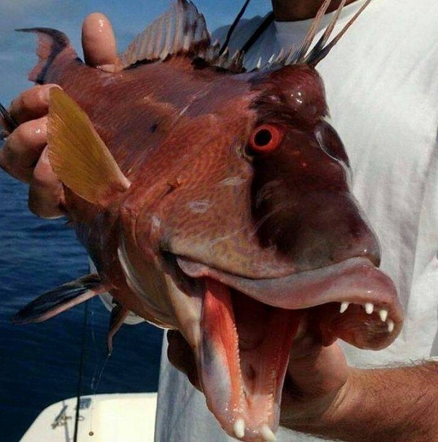 Подборка интересных и прикольных фото из Сети 01.04.23