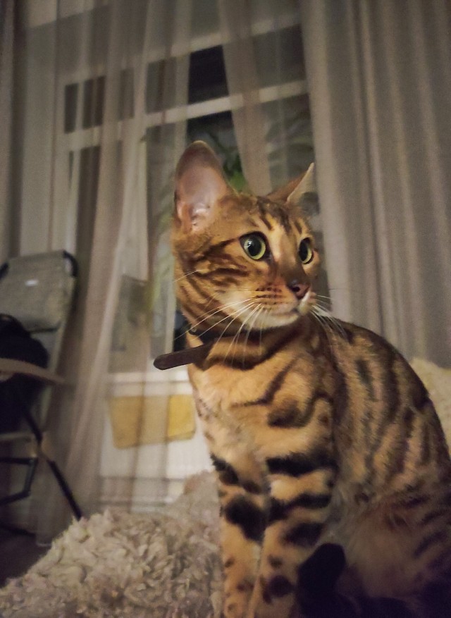 Котейка
