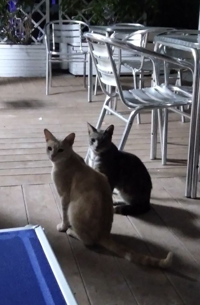 Начинаем котофторник?