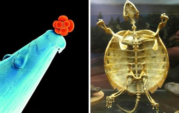 17 редко встречающихся фотографий обычных вещей, которые могут изменить ваш взгляд на мир