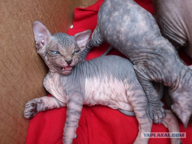 Котовторник 23.04.2013