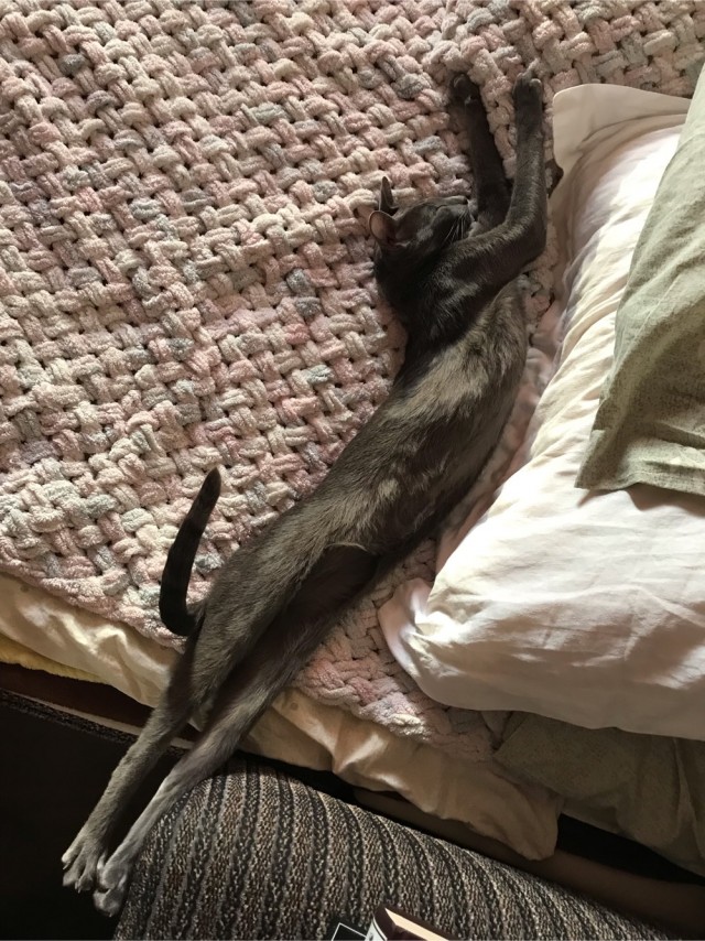 Позы для сна у кошек - что они означают?