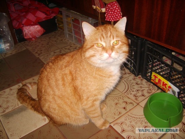 Котовторник  07.05.2013