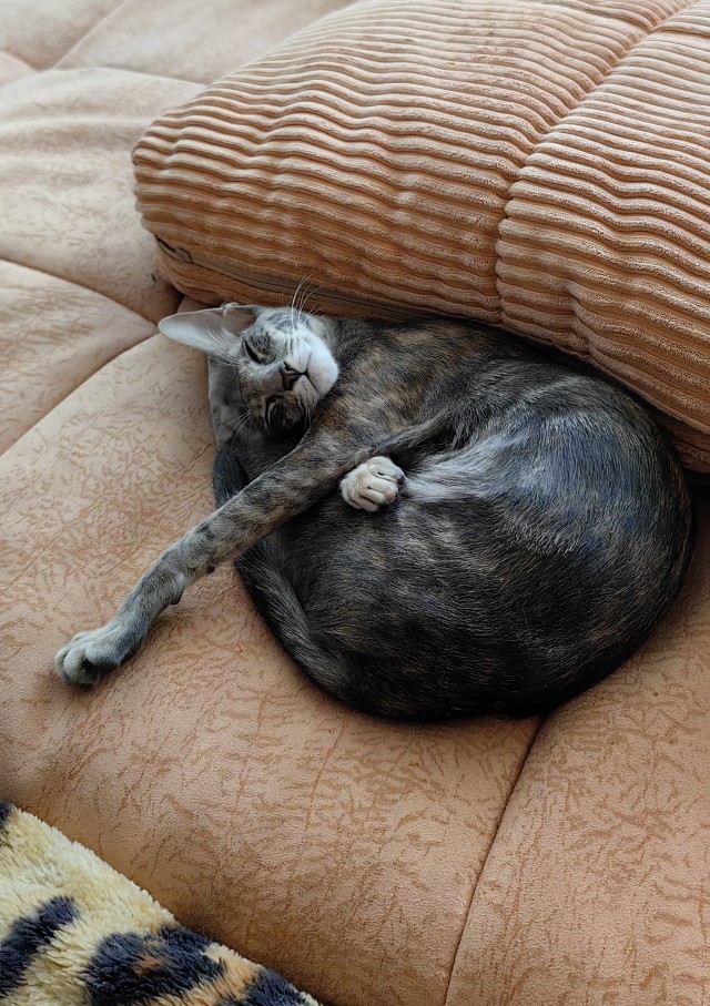 Котячий двигатель