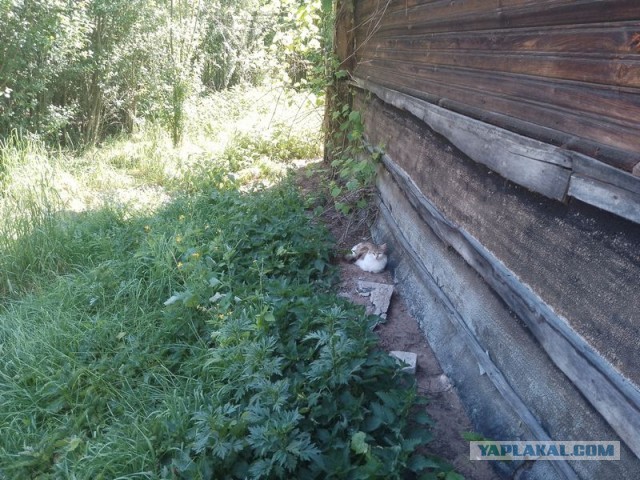 Жизнь домашнего приюта для котеек 496