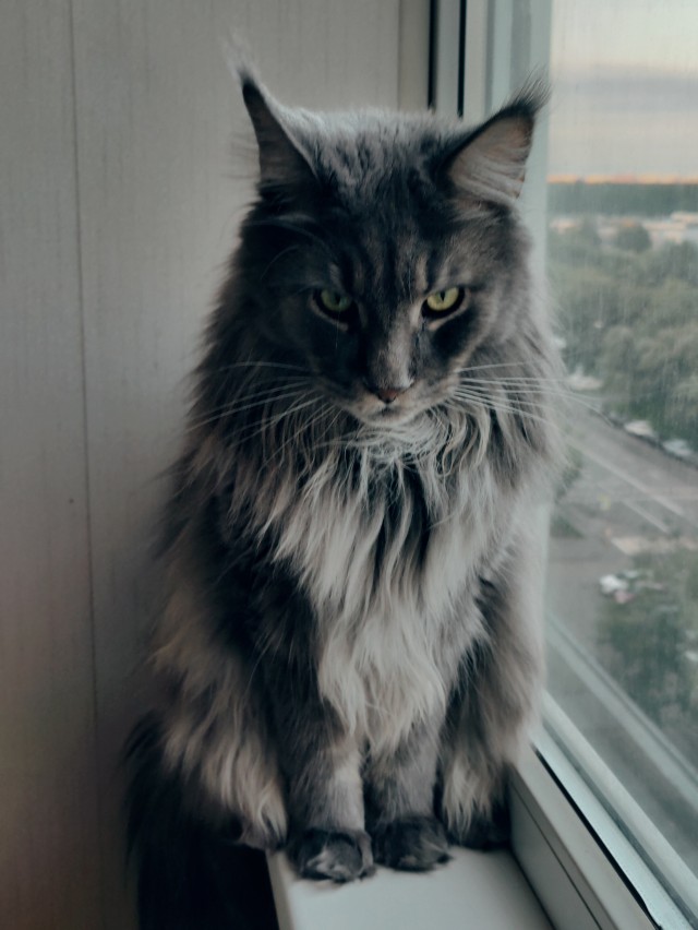 Да просто кот, зовут тоже Кот