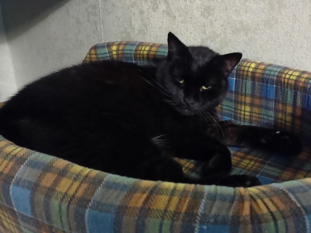 Жизнь с котом в одной картинке