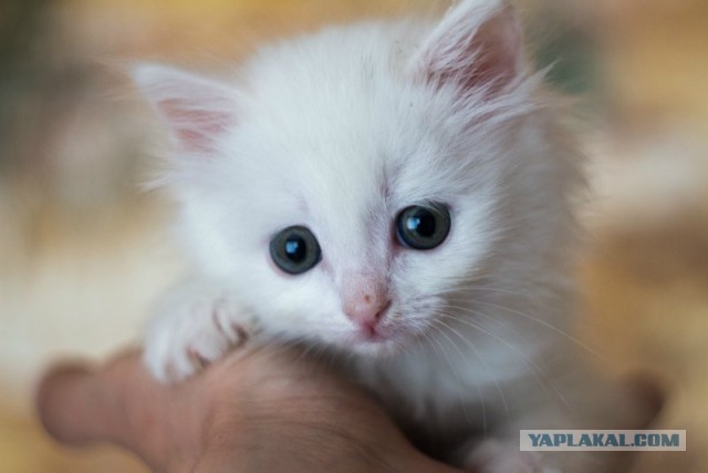 Котовторник 04.06.2013