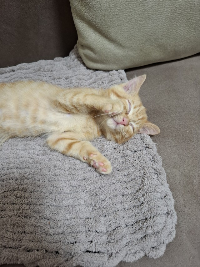 Мой кот