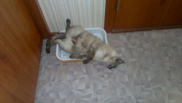 Котовторник 25.06.2013