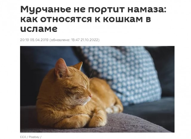 Детей, которые подожгли кота в Махачкале, поместили в центр временного содержания: мальчики растут без родителей
