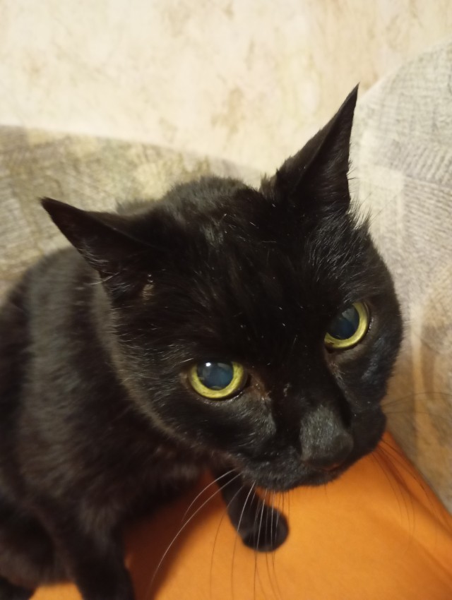 Хоть и не котовторник,но все же...