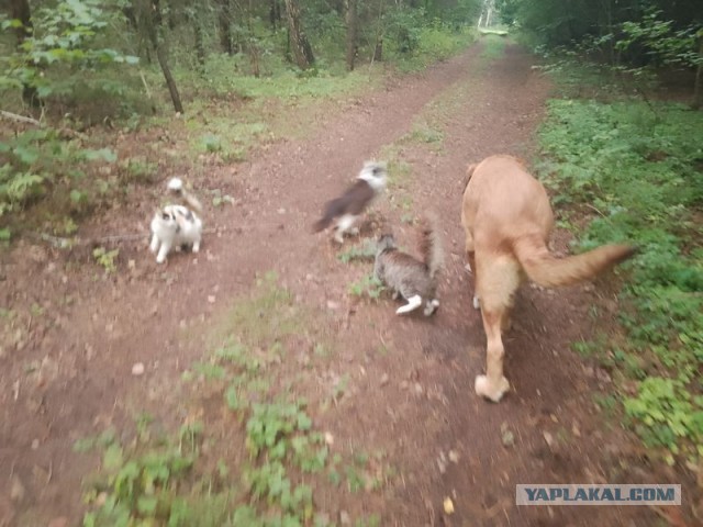 Жизнь домашнего приюта для котеек 556