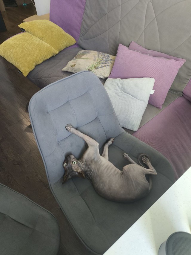Котовторник. Где коты? Мой вот!