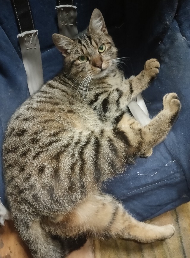 К котовторнику)