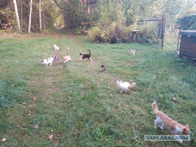 Жизнь домашнего приюта для котеек 560