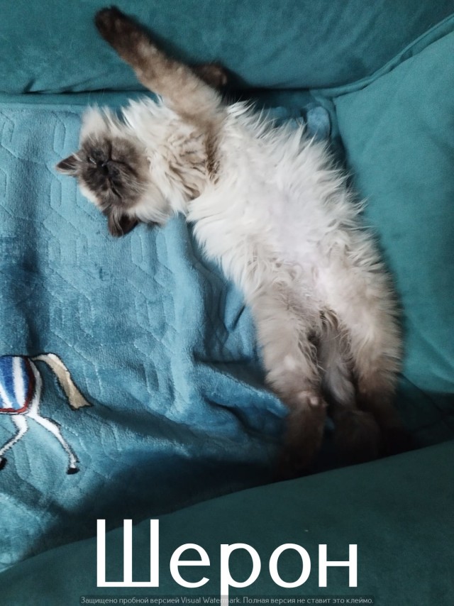 Жизнь домашнего приюта "Котоленд" 520