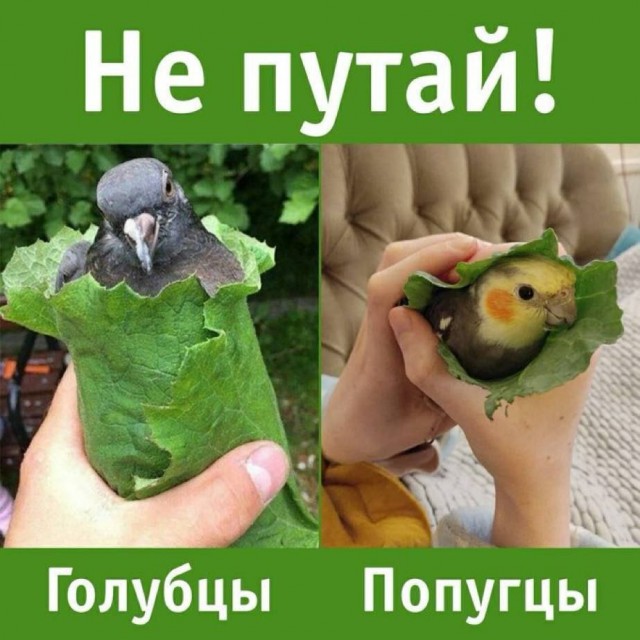 Картинки для деградации 89 (разной степени свежести)