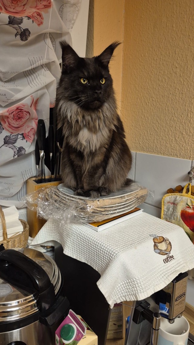 Котовторник же!