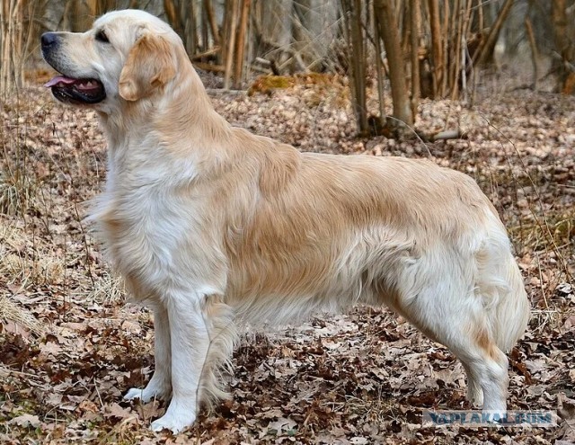 История про нашу собаку