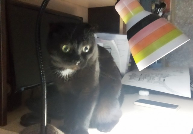 Вот и мой кот