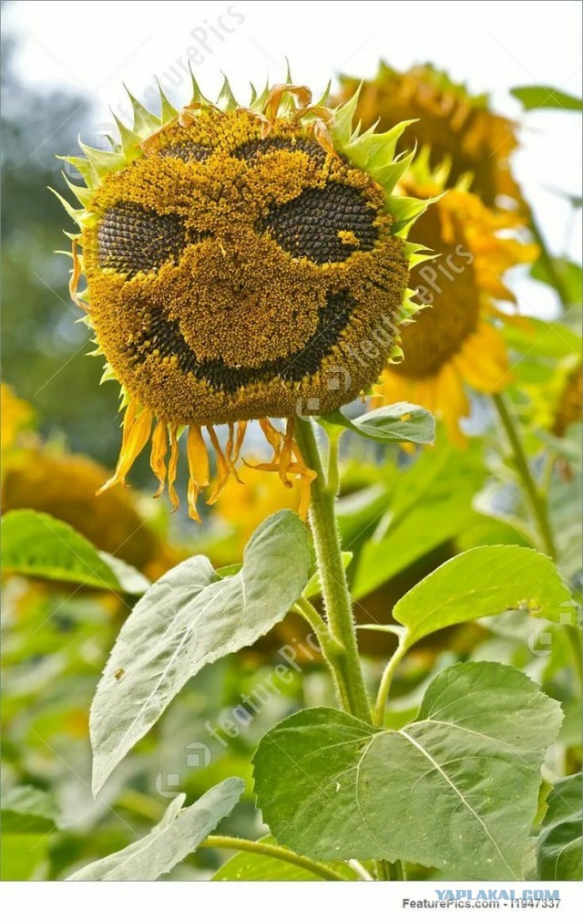 ЯП против ЛитБесов