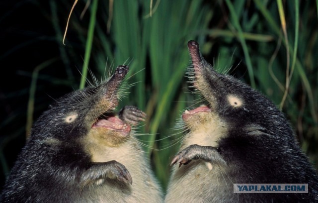 ЯП против ЛитБеседки. Итоги