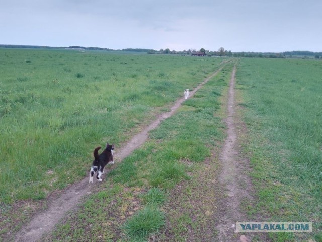 Жизнь домашнего приюта для котеек 578