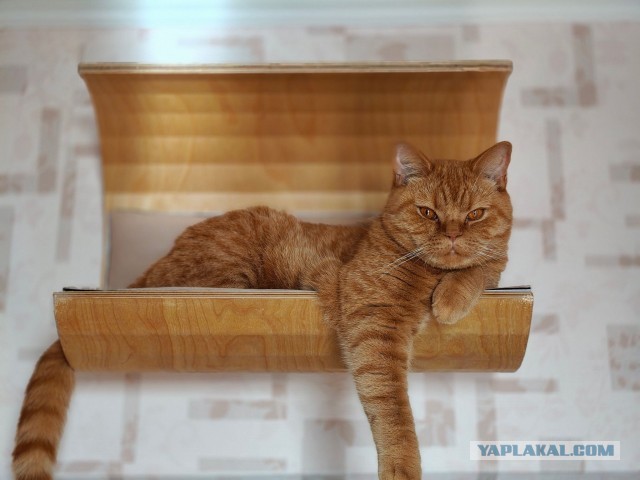 К-котовторник